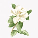 茉莉转 最新版