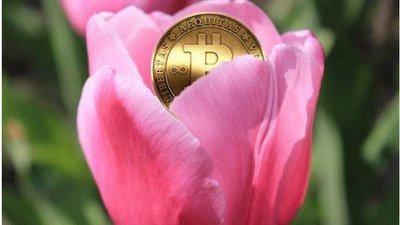 荷兰 郁金香事件,荷兰郁金香事件给投资者的启示-第1张图片-交易所